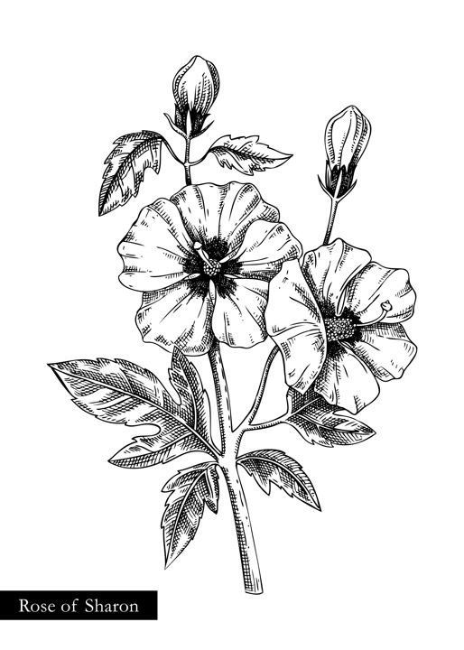 Rose of Sharon vector illustration. Hand drawn summer flower sketch. Hibiscus drawing isolated on white background. Malva flowering plant. Floral design element in engraved style